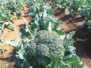【現場で役立つ農薬の基礎知識2018】秋冬野菜の病害虫防除のポイント