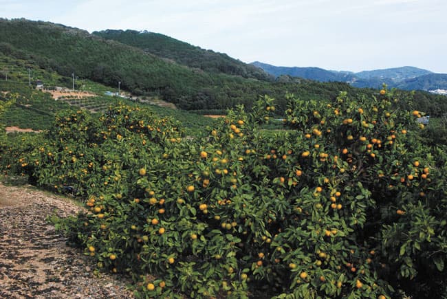 【現場で役立つ農薬の基礎知識2019】ミカン　病害虫防除のポイント　発生初期の5～6月に重点