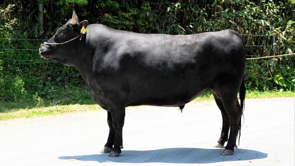 和牛の希少種「竹の谷蔓牛」保存プロジェクト　20日までCF実施中