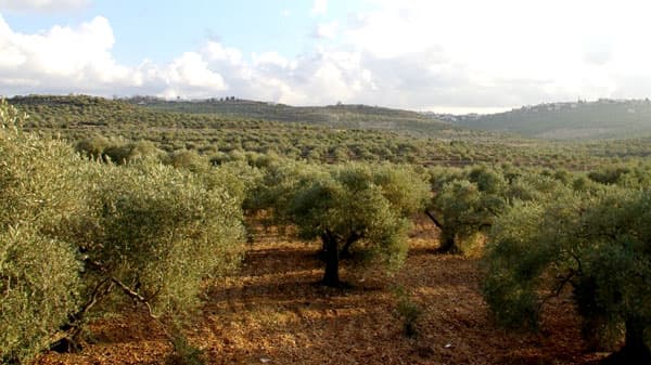 オリーブ原産地のパレスチナ　役職員68人が参加し学習会　パルシステム連合会