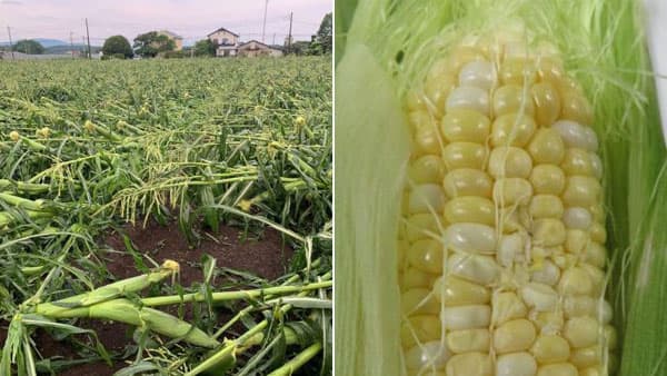 産直産地の生産者を食べて応援　雹の被害を受けたとうもろこし緊急販売　コープデリ