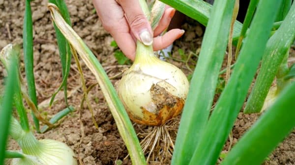 淡路島で収穫体験「Awaji Nature Lab＆Resort」27日から開催