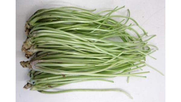 「静岡県の持続的なわさび産業振興」で連携協定　NTT西日本