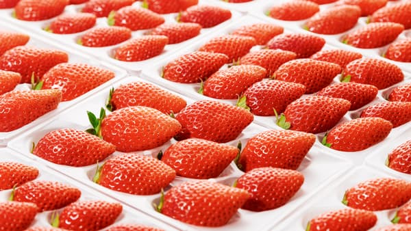 独自品種でプレミアムイチゴ「SAKURA DROPS」立ち上げ　東南アジアの高級スーパーで販売　CULTA