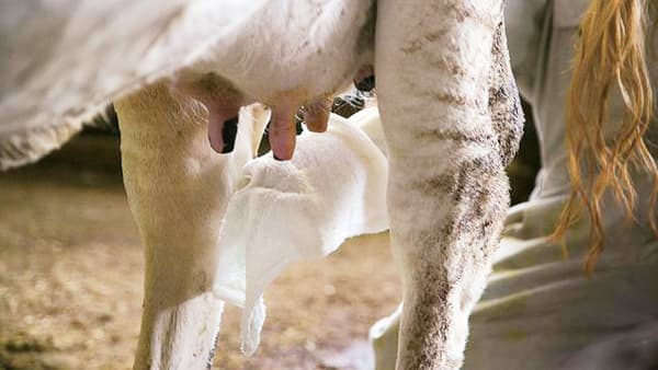 「タオルを贈る運動」通算39回目　酪農家の生乳生産に活用　パルシステム