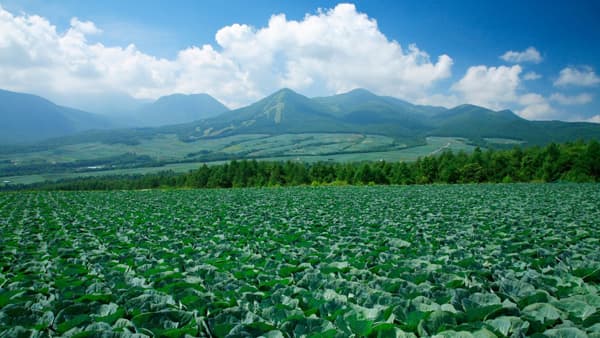 ＪＡ嬬恋村・ＪＡ全農ぐんまと共同取組「嬬恋高原キャベツ」」発売　ファミリーマート