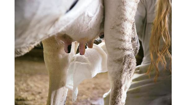 酪農生産者へ利用者のメッセージを添えて「タオルを贈る運動」12日から　パルシステム