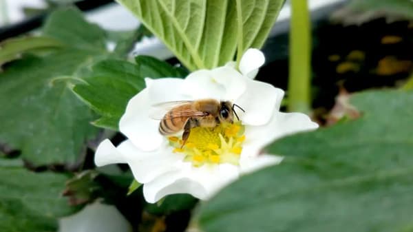 イチゴハウスで受粉作業　就労継続支援B型事業所「SATOYAMA FARM DEN+」利用者を募集