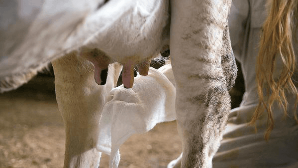 「タオルを贈る運動」酪農産地へ贈るタオルを募集　パルシステム