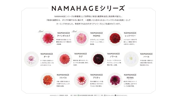 秋田市産ダリア×日比谷花壇　2024タイアップキャンペーン開催