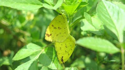 昆虫の細胞内の細菌が宿主の野外性比をメスに偏らせる過程　世界で初めて観測　農研機構