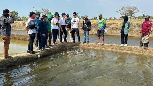 インドネシア・ジャワ島のブラックタイガーエビ養殖業がASC認証を取得　日本生協連