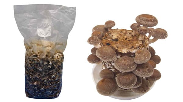 南都留の里山保全や森林再生に貢献「しいたけ栽培セット」新発売　パルシステム