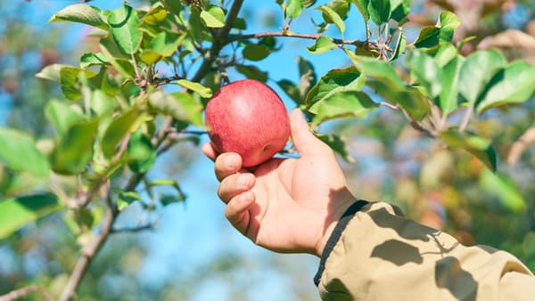 生産者×ＪＡアオレン×カゴメ　青森りんごストレートジュース「青の森の蜜」数量限定で新発売