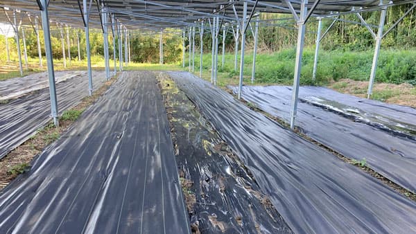 シナネンホールディングスグループ初の営農型太陽光発電　自社運営を開始