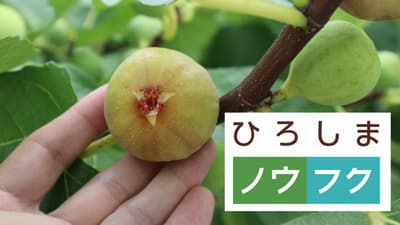 「農福コンソーシアムひろしま」第一弾「朝採れ 大乗いちじく」販売開始　八天堂ファームブランド