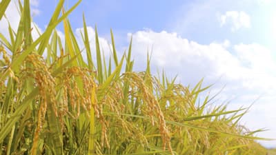 「スマート農業機械等導入補助金」申請サポート17日から開始　ナビット