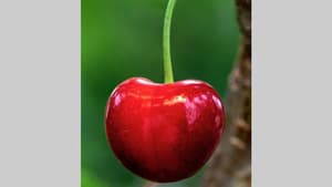 青森・留長果樹が栽培　ハート形のさくらんぼ「ジュノハート」取扱開始　食文化