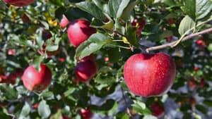 長野県と連携　県産品の輸出拡大に向けた事業者支援を開始　We Agri