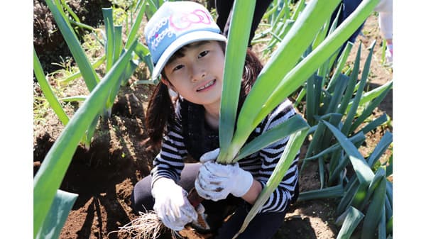 伊勢崎市と高崎市で農業体験会　ねぎ・さつまいもなど収穫　パルシステム群馬