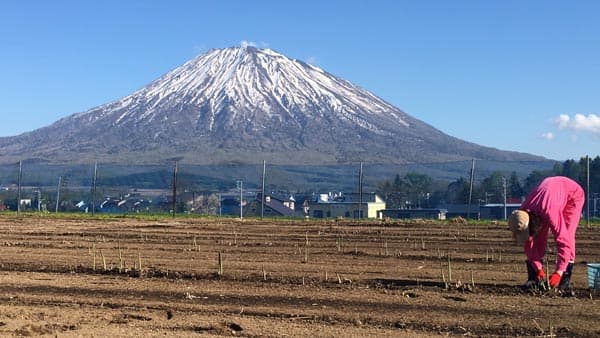 オリジナルバイオ堆肥「ドクターゆうき」使用　北海道産グリーンアスパラ販売中