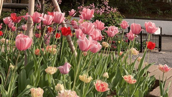 約100種以上のチューリップが彩る「2023ハッピーイースター」開催　第一園芸