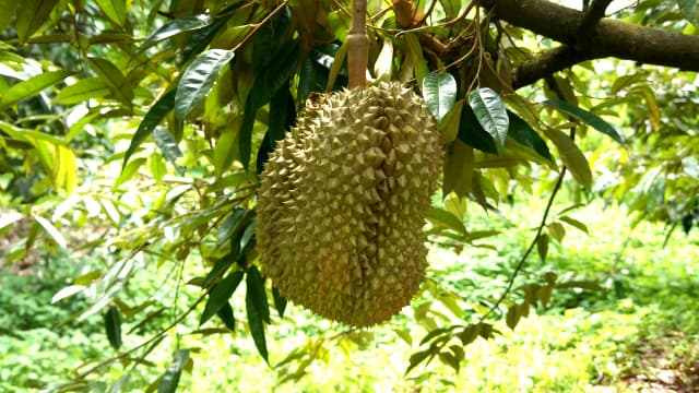 「食べたことない」が8割　果物の王様「ドリアン」の国内消費調査　かをり果樹園