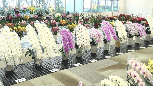 花を楽しむ「世田谷市場ウインターフラワーフェスタ2023 」開催