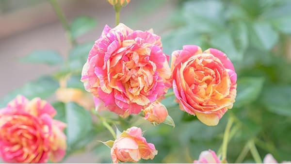 秋バラを堪能「練馬区立 四季の香ローズガーデン」オータムフェスティバル開催