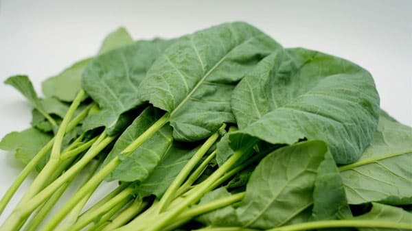 新農業プロジェクトで秋田県にかほ市の企業誘致認定を取得　INGEN