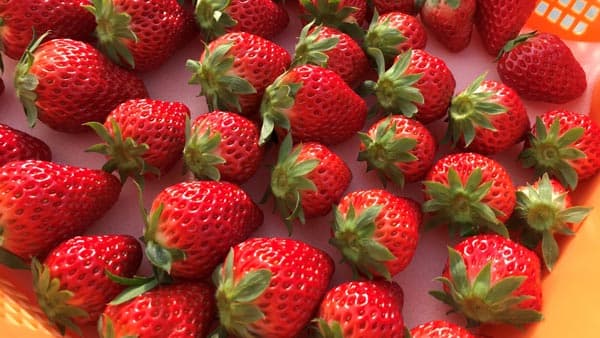 福島県川内村を地域振興　イチゴの新品種栽培へCF開始　かわうちベリー