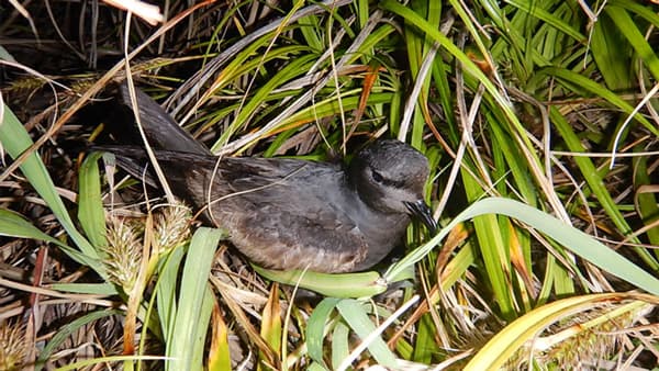伊豆諸島で繁殖する海鳥にプラスチック由来の化学物質の蓄積明らかに　日本野鳥の会