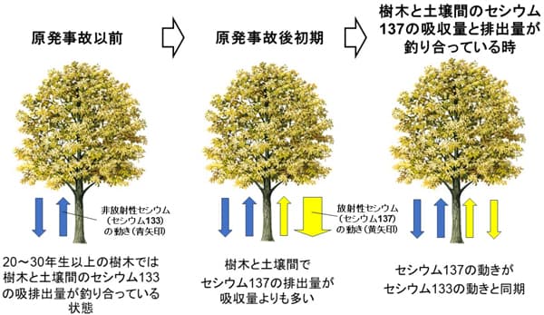 現在の樹木が吸排出する放射性セシウム量を解明　森林総合研究所