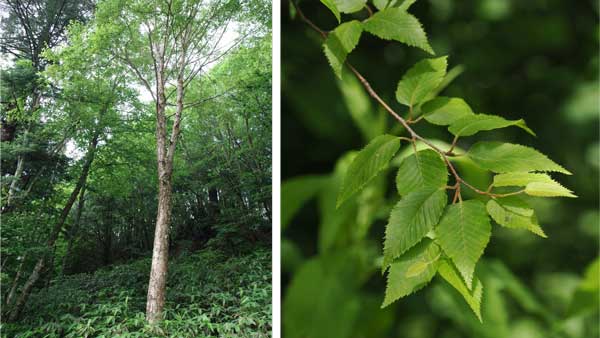 チョウセンミネバリは最終氷期の生き残りか　見過ごされてきた樹木の生態に迫る　森林総研