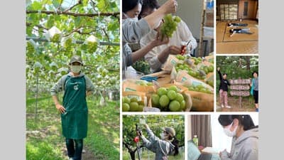 巨峰の人気復興へ　長野の老舗農家と大手IT上場企業がコラボ　ノウタス