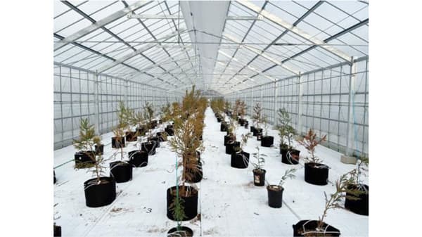 日本製紙　秋田工場に国内最大のエリートツリー「秋田閉鎖型採種園」開設