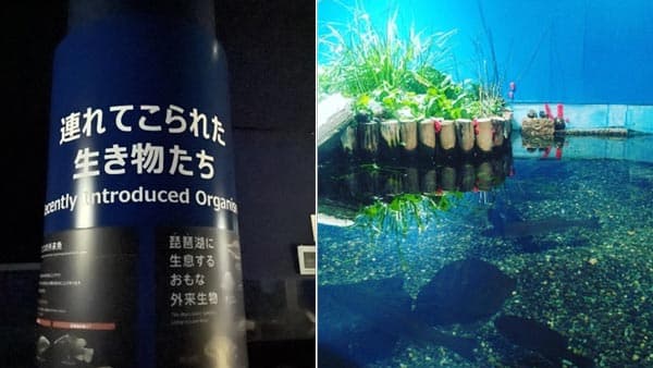 指定外来種「スクミリンゴガイ」の繁殖　小学1年生が滋賀県北部で初めて発見