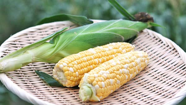 入手困難な鈴木農園「森のとうもろこし」を浜松駅で限定販売　東海キヨスク