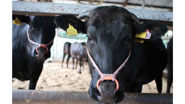 自然と共存する希少なブランド牛「みっかび牛」が初登場　クイーンズ伊勢丹