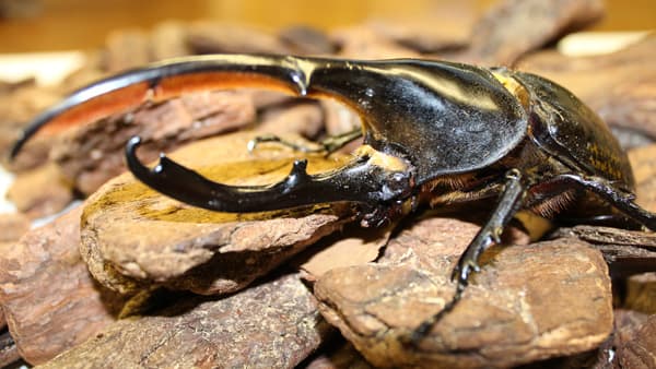 夏休みの自由研究は"ねったいかん"で「熱帯の昆虫と食虫植物」開催