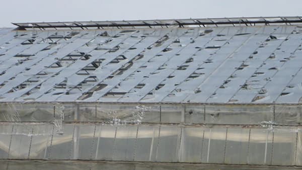 埼玉県内の「雹被害」ふるさと納税で農家緊急支援を募集　ふるさとチョイス