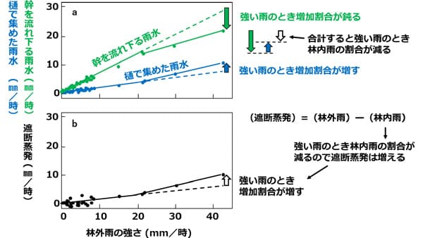 森林の遮断蒸発　激しい雨の時より多くの雨水を蒸発　森林総合研究所