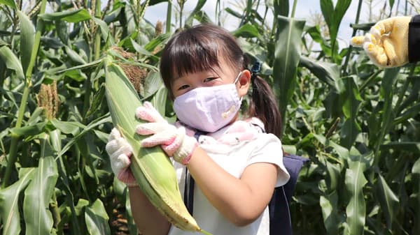 昭和村で"とうもろこし収穫体験"作物に触れて生育を実感　パルシステム群馬