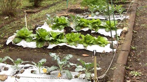 地元農園との絆による「食育」相模原市立横山小学校で「SUNSUN祭」開催