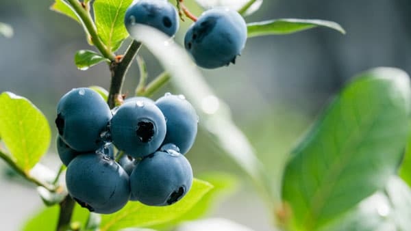 完全予約制ブルーベリー摘み取り観光農園「Blueberry HILLS あつぎ」グランドオープン