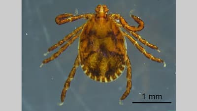 シカの増加がツシマヤマネコのマダニ媒介感染症リスクに関与　森林総合研究所