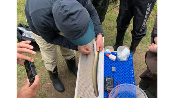 二ホンウナギをモニタリング　ラムサール湿地で知る生物多様性　パルシステム茨城 栃木