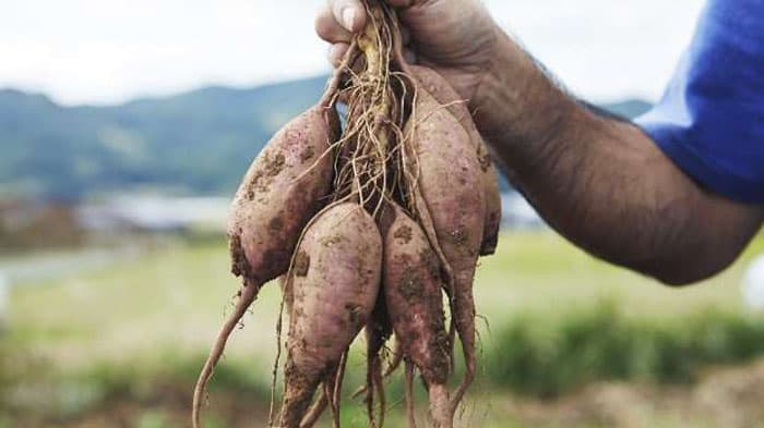 長崎県・五島列島のサツマイモ「五島ごと芋」など有機JAS 認証を取得　ごと