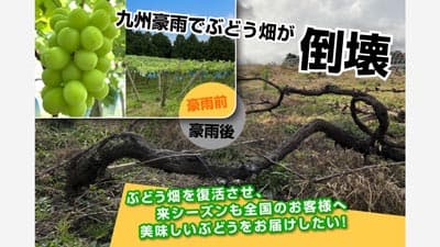 九州豪雨からの復旧へ　クラウドファンディング実施中　遠藤ぶどう園