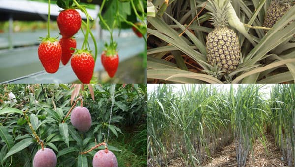 沖縄県宜野座村「次世代農業のDX化」などIT技術で地域課題解決めざすイベント参加企業を募集